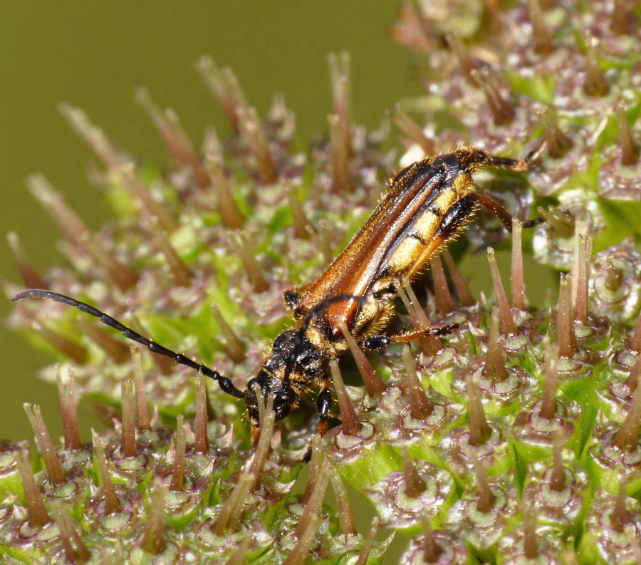 Stenopterus ater